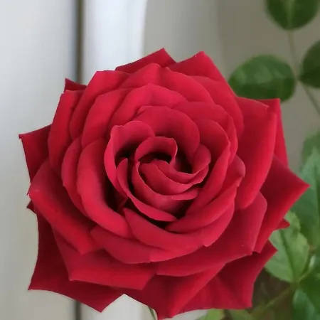 Appartamento Red Rose *